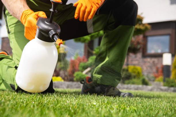Best Flea Control Services  in Plains, MT