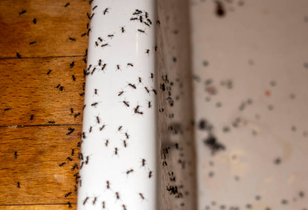 Best Rat Extermination Near Me  in Plains, MT