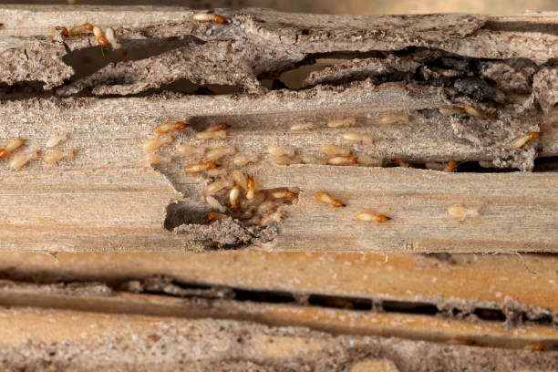Best Spider Control Near Me  in Plains, MT